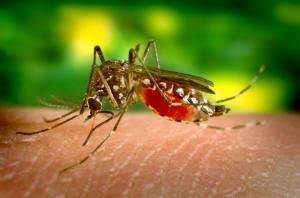 This 2005 photograph depicts a female Aedes aegypti mosquito, which is the primary vector for the spread of Dengue fever. The virus that causes Dengue is maintained in the mosquito?s life cycle, and involves humans, to whom the virus is transmitted when bitten. The female mosquito pictured here, was shown as she was obtaining a blood meal by inserting the feeding stylet through the skin, and into a blood vessel. Blood can be seen being drawn up through the stylet, and into the mosquito?s mouth.